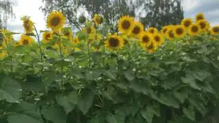 Пчёлы и подсолнухи, уникальная встреча