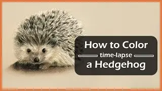 How to Draw a Hedgehog | Colored Pencil Timelapse