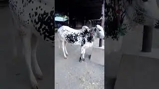 Elegant White Fateh Jang Bull: Majestic Beauty in Pakistan