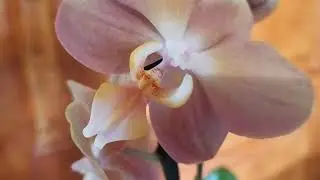 Моя новинка. Орхидея,, Монако,,
