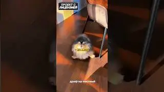 ДАЛ БОКОМ🤣