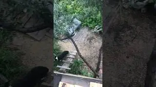 Я сделал крышу дома! Империя поставляет отличные доски! Tanks blitz.