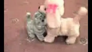 Cat and Dog war - Hamley and Vegas
