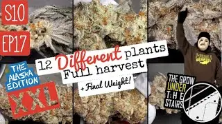 S10 EP17:  BEST weed video of 2024 - 12 strain plant to harvest final weight and dry.  spider farmer