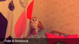 Сова! Сипуха Фидель! Сова и бутылочка!