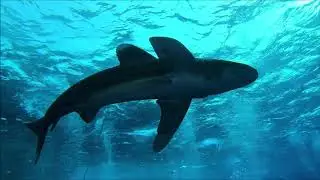 Red Sea,Big Brother Island,safari Barracuda EU diving club.