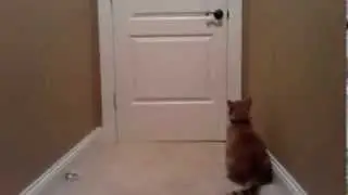 Кот, который умеет открывать двери