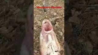 Огромный Лещ на Вертушку! #рыбалка