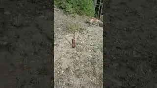 На, и вдруг лиса? 🤭