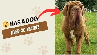 Has A Dog Lived 20 Years?