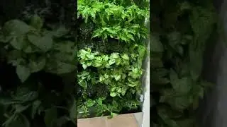 Фитодизайн