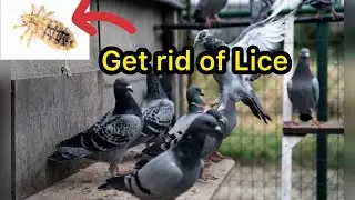 Get rid of Lice in Racing Pigeons | Racer Pigeons