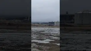 Гуси или лебеди ? Сахалин 