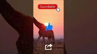 🐊🦅 RODEADO de ANIMALES SALVAJES 🦘🦧 Safari Fotográfico por el Mundo 🌍 Parte 4 #shorts