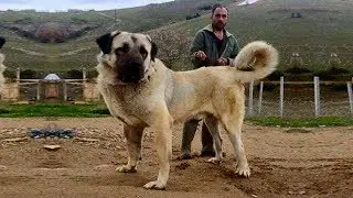 7 Razze Di Cani Sconosciuti Più Potenti Del Mondo