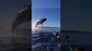Is this the best or most terrifying moment of your life? #humpbackwhale