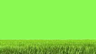 GREEN GRASS | GREEN SCREEN EFFECT | ON GREEN SCREEN