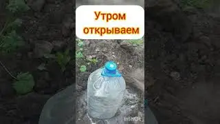 паутинный клещ не пройдёт!
