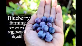വീട്ടിൽ ബ്ലൂബെറി എങ്ങനെ വളർത്താം! / Growing Blueberries at Home - Gardening at San Jose, California.