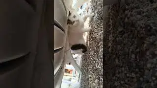 собаки и кошки меня любят