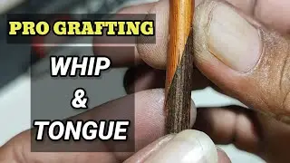 Pro Grafting! Whip and tongue, teknik sayatan Z
