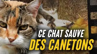 Le CHAT le plus BIZARRE que vous pouvez croiser