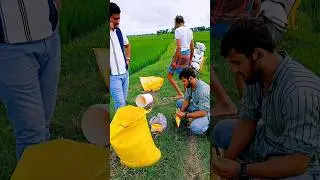 Farming Life: Fertilizing Rice Fields in Rural India | Daily Vlog #shorts #vlog