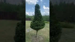 Стрижка ели — подготовка к новому сезону
