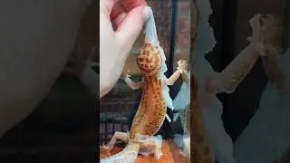 Как вы помогаете своему питомцу во время линьки? 