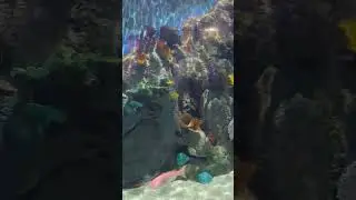 Large aquarium at Waco Zoo