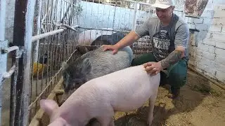 Будем ли объединять? Сколько яиц было вчера?