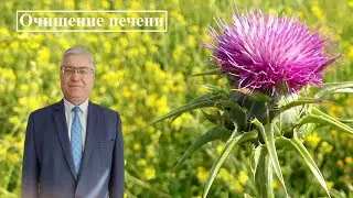 Очищение печени: детокс программа