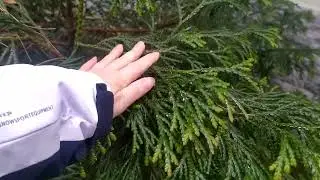 Туевик