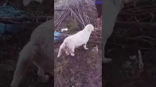 Прикол собака бензопила)