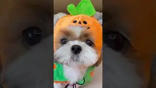 🎃Halloween🎃 cute shih tzu dog 🐶👻💚🐾🧡
