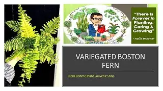 Boston Ferns I  Variegated 