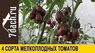 Сорта помидоров: 4 сорта мелкоплодных томатов - 7 дач