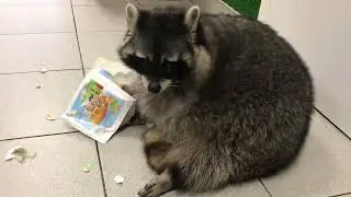 енот Персик и журнальчик