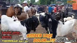 TERUPDATE HARI INI‼️HARGA KAMBING JEMOKO DAN BAKALAN  DI  PASAR DAMPIT TGl 22 JAN 2025