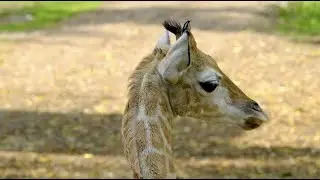 Peaceful & Soothing Beautiful Giraffes Roaming Grasslands  |  Calming, Relaxation, Sleep, Healing