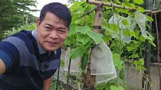 3rd HARVEST NG BUNGA NG PIPINO NA ITINANIM KO SA TIMBA 