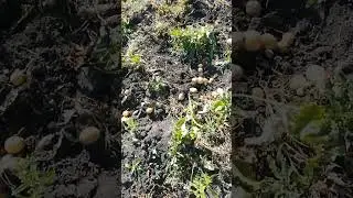 здоровая картошка