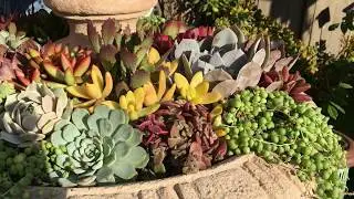 DIY Succulent Fountain