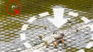 Baby Duck's Journey from Shy to SUPERSTAR!