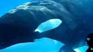 My Baby Stuffed Killer Whales