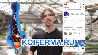 Коммерческий обзор Кои Ферма - прудовая рыба напрямую от кои заводчиков