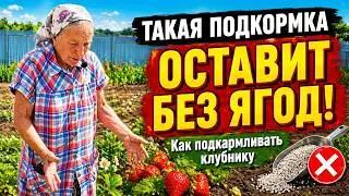 Такая подкормка клубники оставит вас без ягод. Как подкармливать землянику.