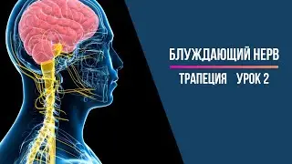 Блуждающий нерв Вагус