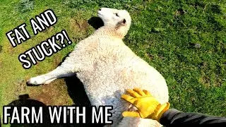 Pregnant Sheep can't get up! | Feeding Hay to Angus Cows