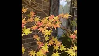 Japaneses Maples history information